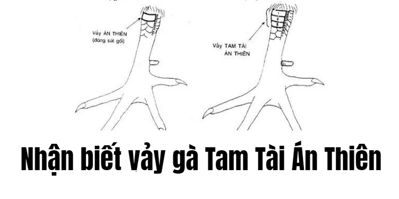 Ưu điểm của gà có vảy án thiên 